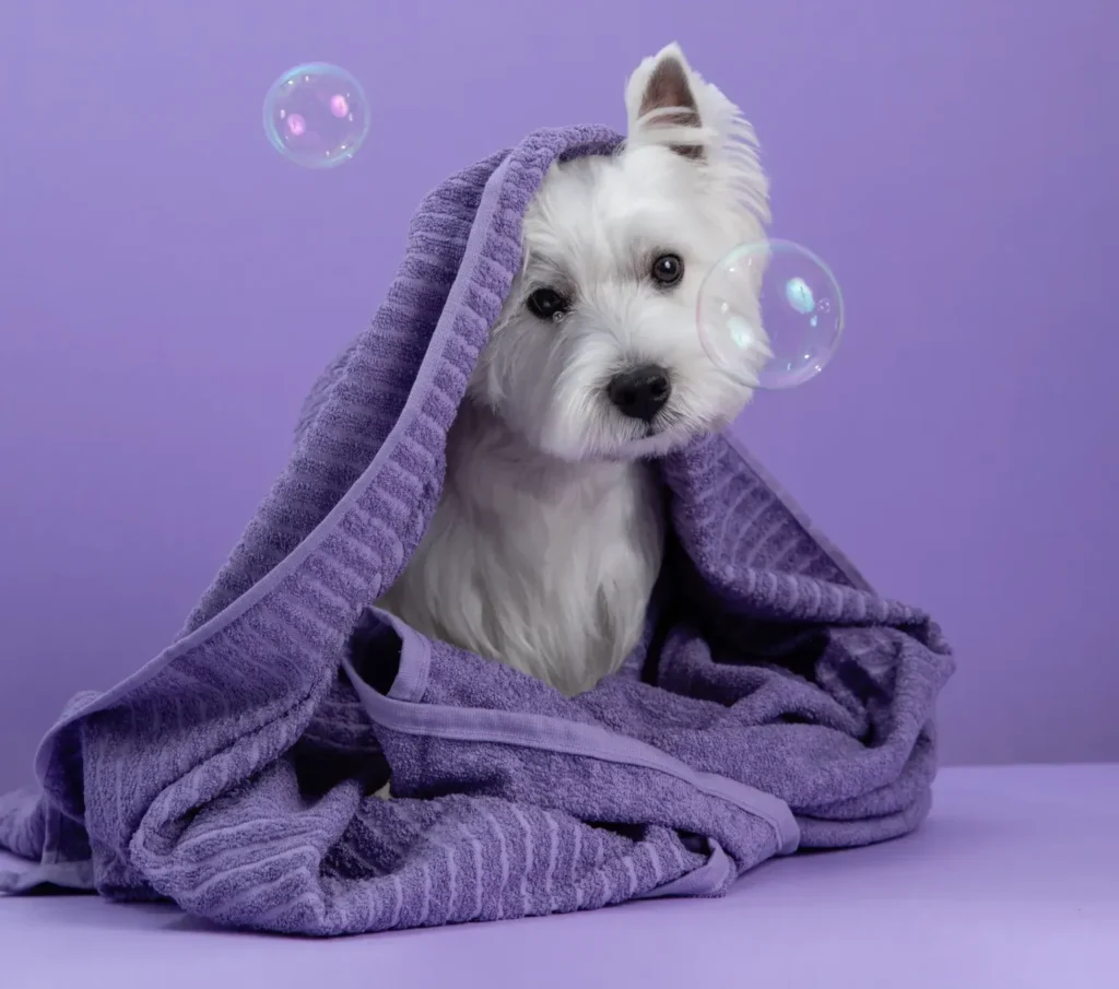 Dog Grooming Tips to Keep Your Best Friend Healthy and Happy