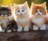 From Newbie to Cat Guru Essential Tips for First Time Cat Parents