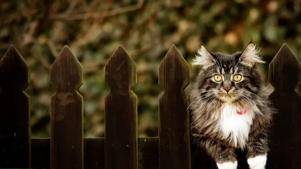 How to Safely Expose Your Indoor Cat to the Great Outdoors