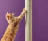 Pawsitive Habit The Importance of Cat Scratchers