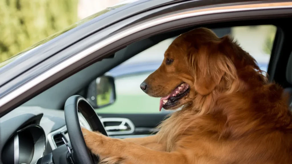 Top 10 Essentials for Traveling with Your Pawsome Adventure Companion