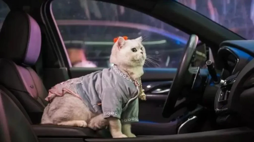Traveling With A Cat In A Car