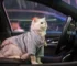 Traveling With A Cat In A Car