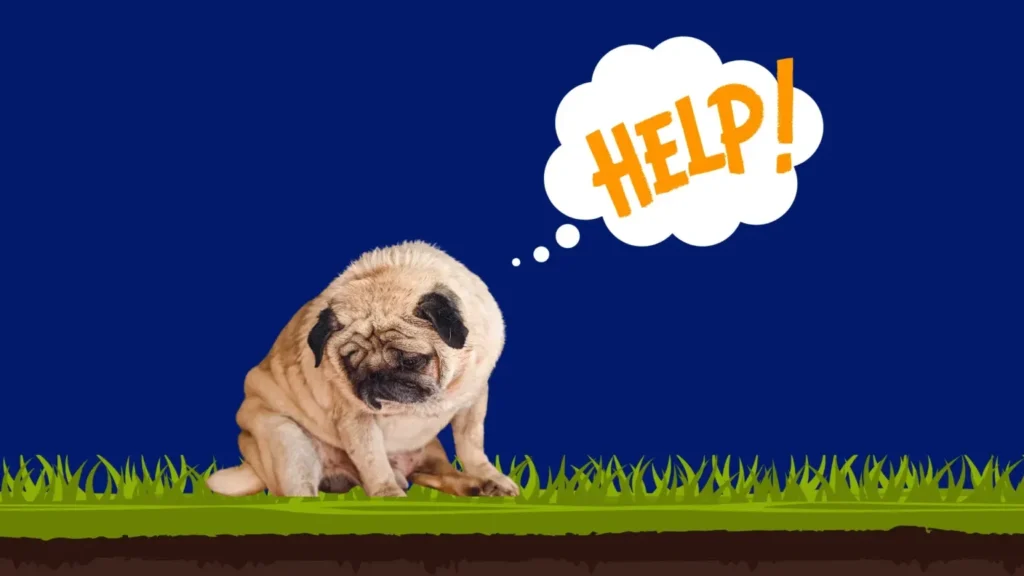 Understanding the 7 Common Causes of Pet Anxiety