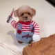 Adjustable-For-Christmas-Funny-Dog-Clothes-2.webp