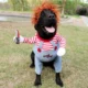 Adjustable-For-Christmas-Funny-Dog-Clothes-7.webp
