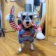 Adjustable-For-Christmas-Funny-Dog-Clothes.webp