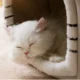 Cat-House-Warm-Plush-3.webp