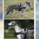Dog-Harness-With-Handle-6.webp