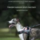 Dog-Harness-With-Handle.webp