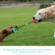 Molar-Bite-Dog-Toy-2.webp