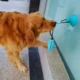 Rope-Ball-Pull-Dog-Toy.webp
