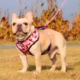 1-Dog-Harness-Vest-Leash-and-Collar-1-1.webp