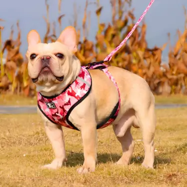 1-Dog-Harness-Vest-Leash-and-Collar-1-1.webp