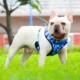 1-Dog-Harness-Vest-Leash-and-Collar-11-1.webp