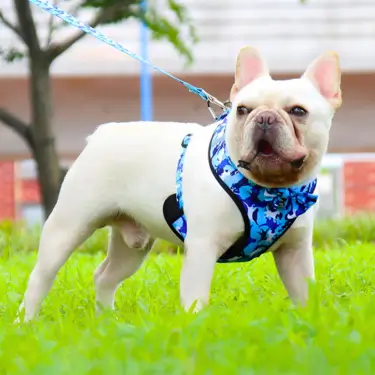 1-Dog-Harness-Vest-Leash-and-Collar-11-1.webp
