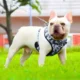 1-Dog-Harness-Vest-Leash-and-Collar-21-1.webp