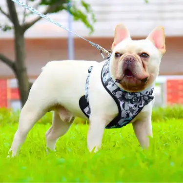 1-Dog-Harness-Vest-Leash-and-Collar-21-1.webp