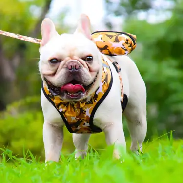 1-Dog-Harness-Vest-Leash-and-Collar-9-1.webp