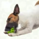 119-Interactive-Dog-Treat-Ball-Toy-21.webp