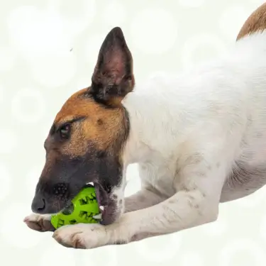 119-Interactive-Dog-Treat-Ball-Toy-21.webp