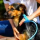 130-Dog-Bathing-Shower-Water-Spray-Tool-1.webp
