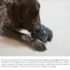165-Dog-Fetch-Chewy-Toys-28.webp