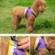 2-Adjustable-Puppy-Harness-Leash-for-Small-Medium-Dog-9.webp