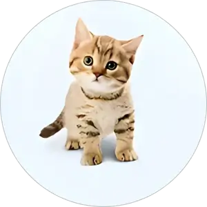 Category Image PDK Cat