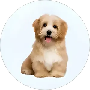 Category Image PDK Dog