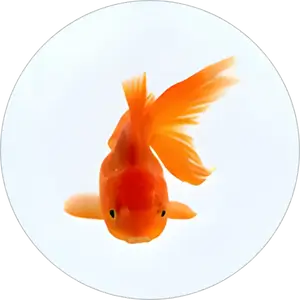 Category Image PDK Fish