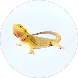 Category Image PDK Reptiles
