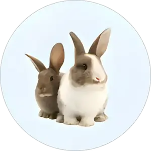 Category Image PDK Small Pet