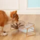 Dog-Eating-Food-in-Double-Bowl-Food-and-Water.webp