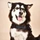 Dog Harness With Handle (25)