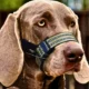 Dog-Muzzle-Adjustable-Reflective-6.webp