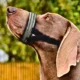 Dog-Muzzle-Adjustable-Reflective-7.webp