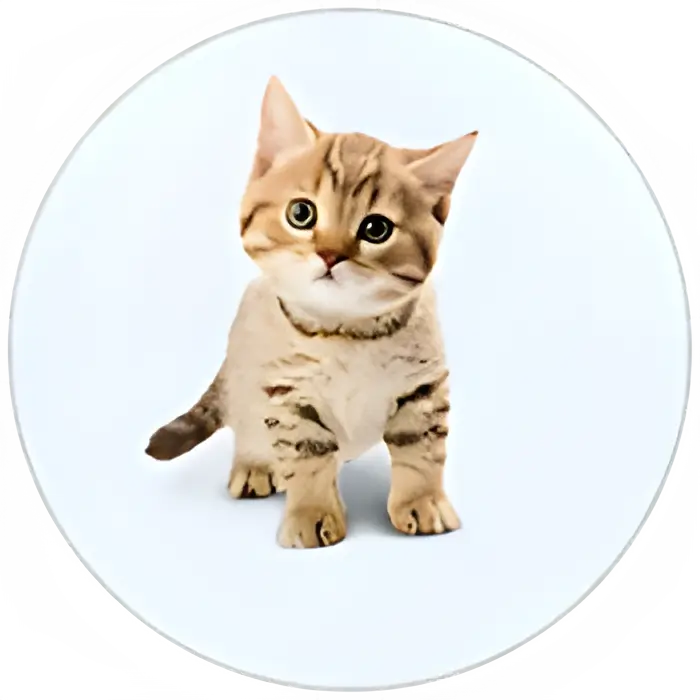 PDK-Cat