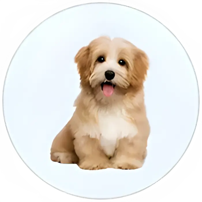 PDK-Dog