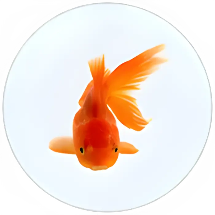 PDK-Fish