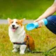Pet-Food-And-Water-Dispenser-1.webp
