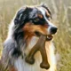 Wishbone Durable Dog Chew Toy (5)