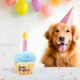 313 Birthday Cake Plush Squeaky Dog Toy (7)