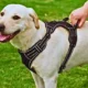 Adjustable-Reflective-Dog-Harness-with-Back-Handle-5.webp