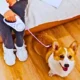 Automatic-Dog-Leash-with-LED-Light-6-2.webp