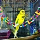 Bird-Ladder-Toys-For-Cage-Accessories-12.webp