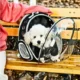 Breathable-Transparent-Cat-Carrier-Shoulder-Bag-6.webp