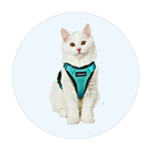 Cat Harness