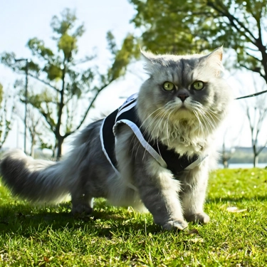 Cat-Harness-Chest-Strap-with-Leash-3.webp