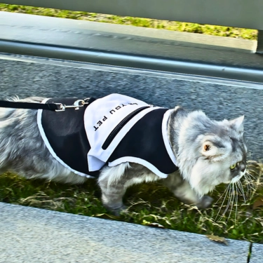 Cat-Harness-Chest-Strap-with-Leash-5.webp